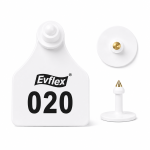 EVS Customizable Cattle Ear Tag - White - Large